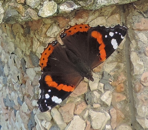 Bella e grande - Vanessa atalanta, Nymphalidae